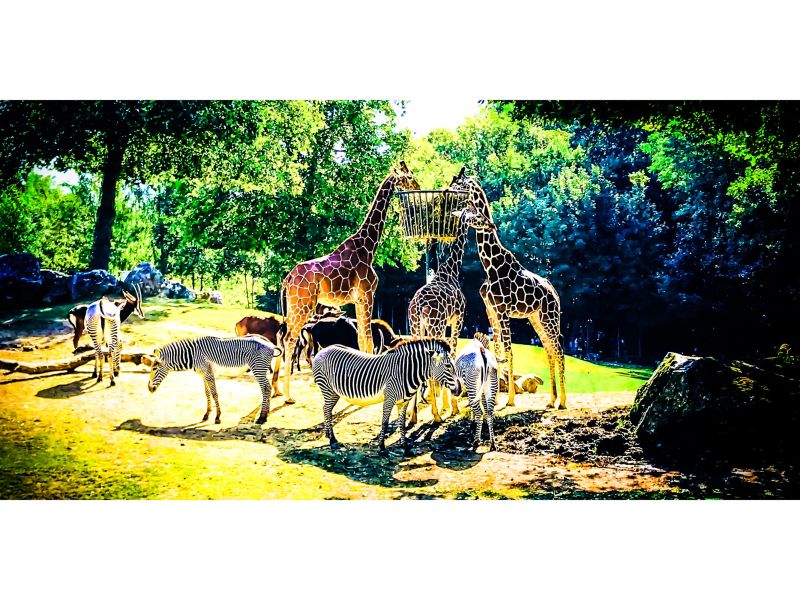 savannah